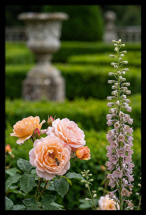 Powerscourt Garden Blooms