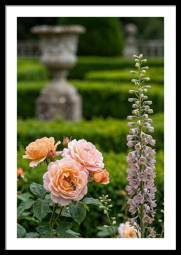 Powerscourt Garden Blooms