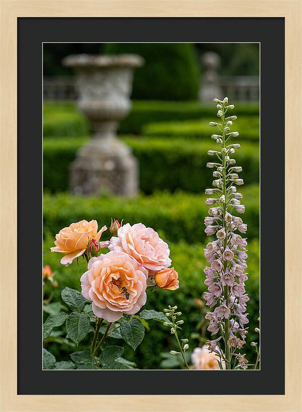 Powerscourt Garden Blooms