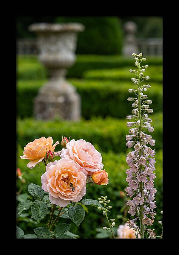 Powerscourt Garden Blooms