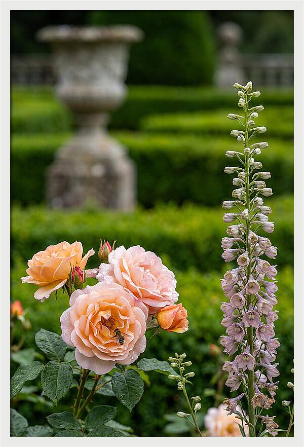Powerscourt Garden Blooms