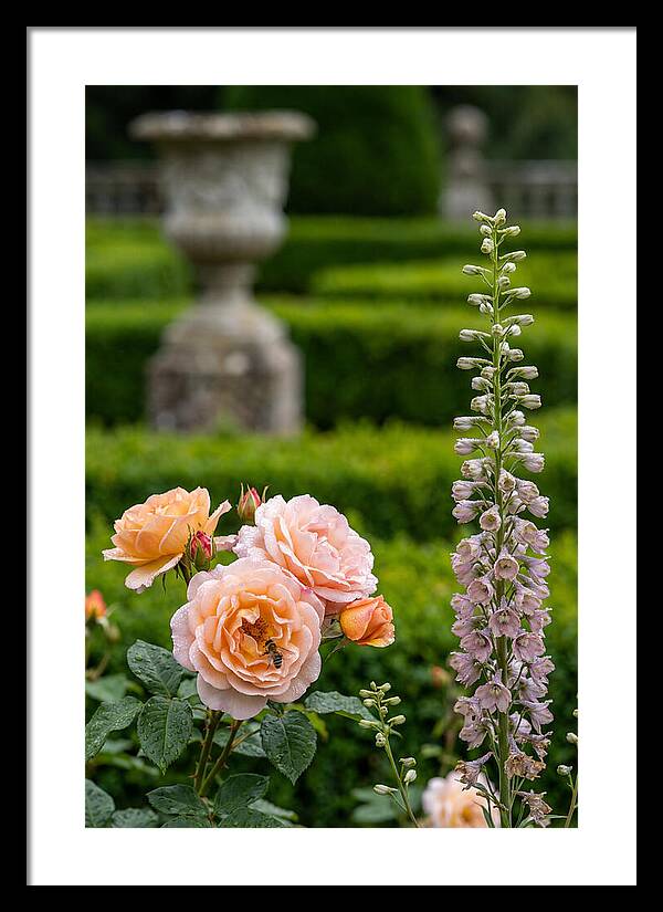 Powerscourt Garden Blooms