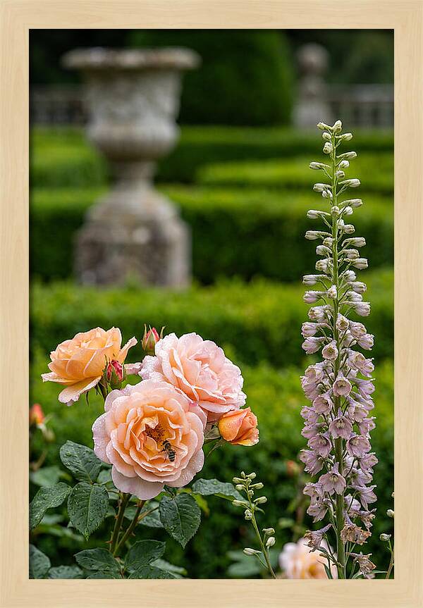 Powerscourt Garden Blooms