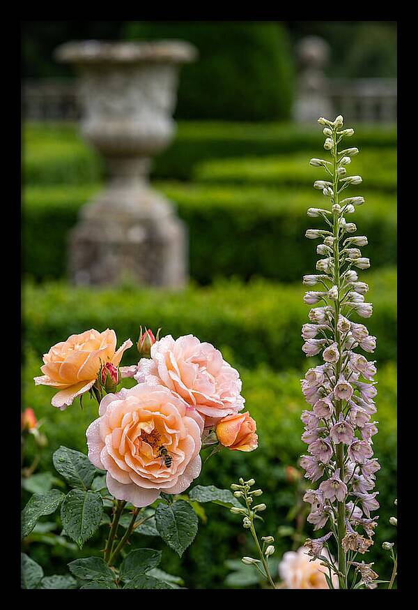 Powerscourt Garden Blooms