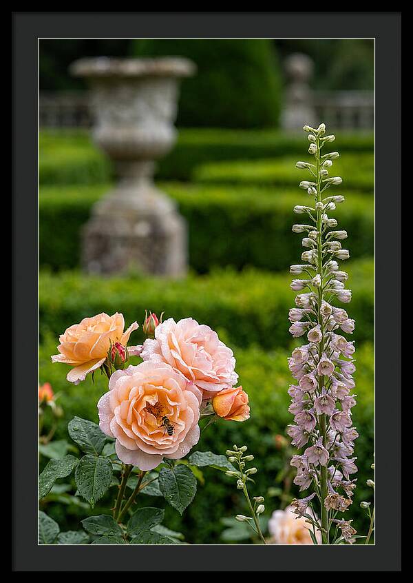 Powerscourt Garden Blooms