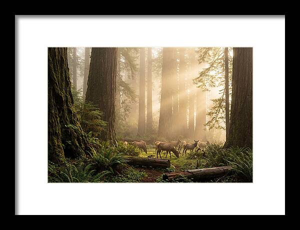Prairie Creek Redwoods At Dawn