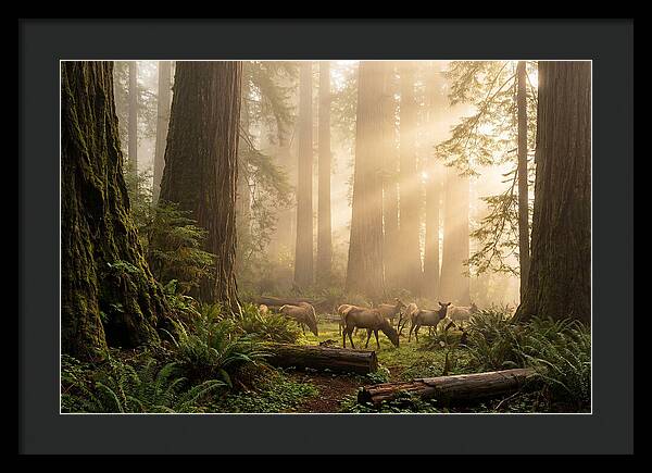 Prairie Creek Redwoods At Dawn