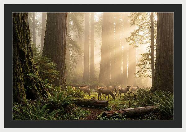 Prairie Creek Redwoods At Dawn