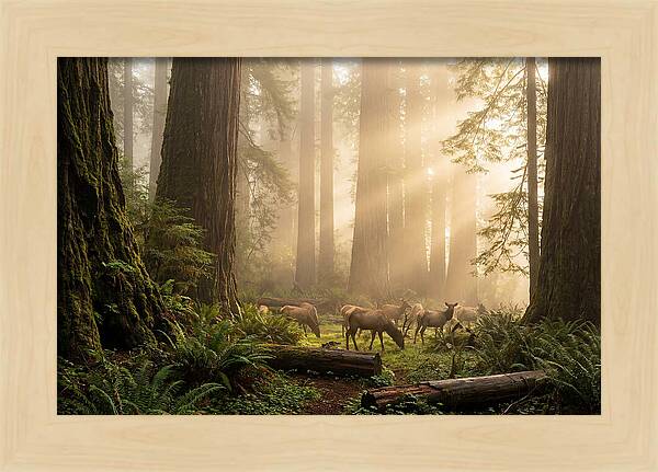 Prairie Creek Redwoods At Dawn