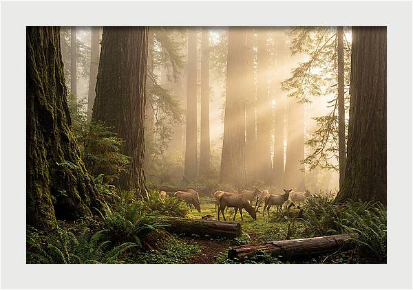 Prairie Creek Redwoods At Dawn