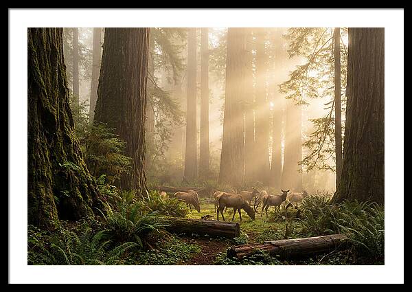 Prairie Creek Redwoods At Dawn