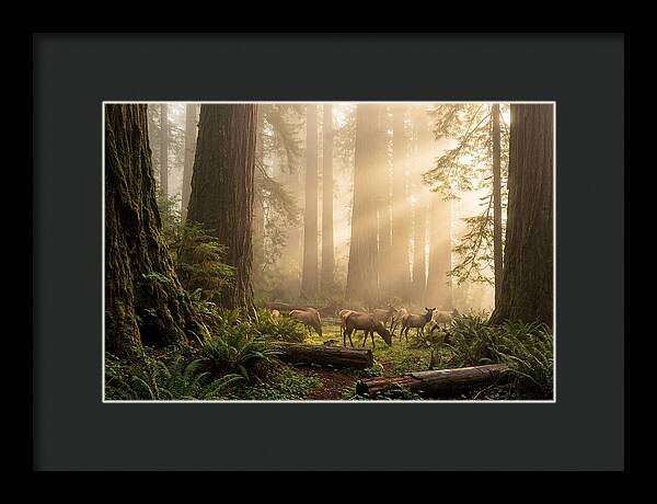 Prairie Creek Redwoods At Dawn