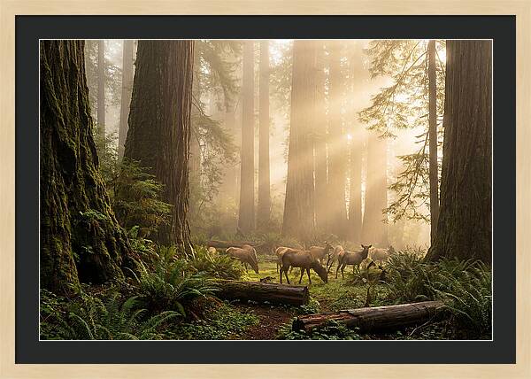 Prairie Creek Redwoods At Dawn