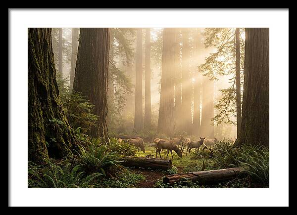 Prairie Creek Redwoods At Dawn
