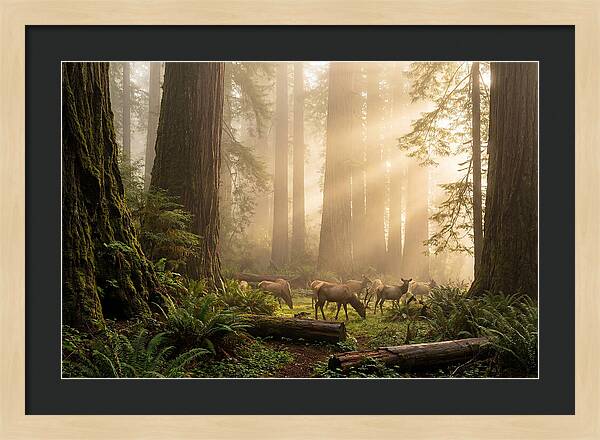 Prairie Creek Redwoods At Dawn