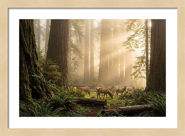 Prairie Creek Redwoods At Dawn