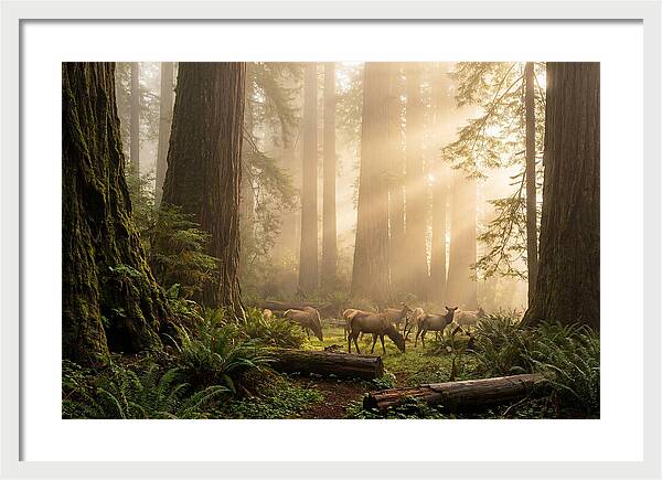 Prairie Creek Redwoods At Dawn