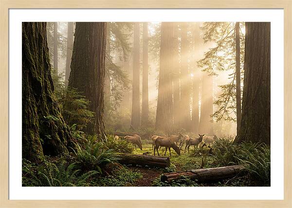 Prairie Creek Redwoods At Dawn