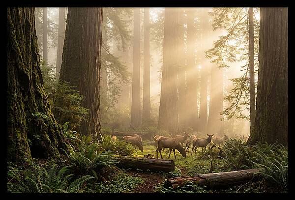 Prairie Creek Redwoods At Dawn