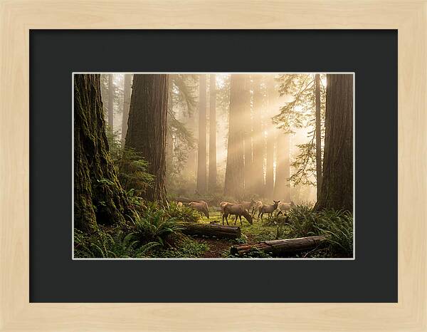 Prairie Creek Redwoods At Dawn