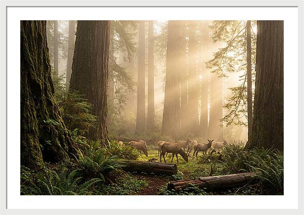 Prairie Creek Redwoods At Dawn