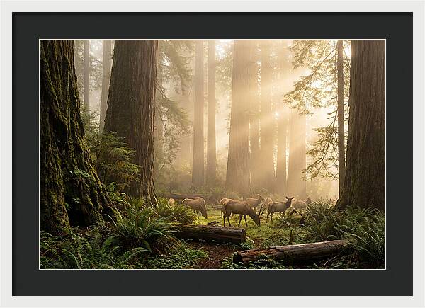 Prairie Creek Redwoods At Dawn