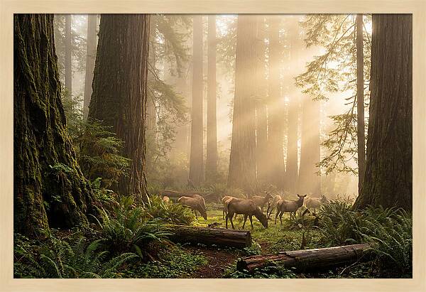 Prairie Creek Redwoods At Dawn