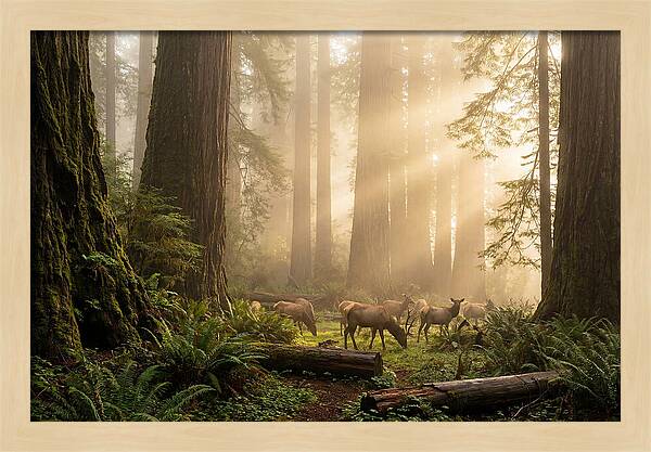 Prairie Creek Redwoods At Dawn