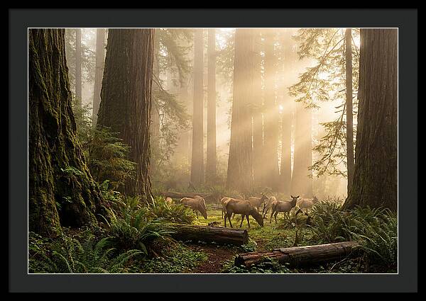 Prairie Creek Redwoods At Dawn