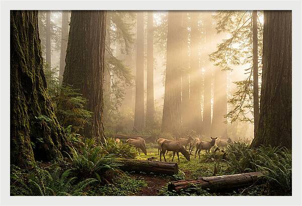 Prairie Creek Redwoods At Dawn