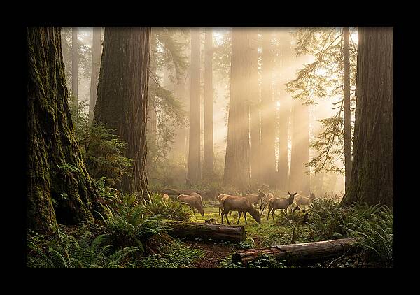 Prairie Creek Redwoods At Dawn