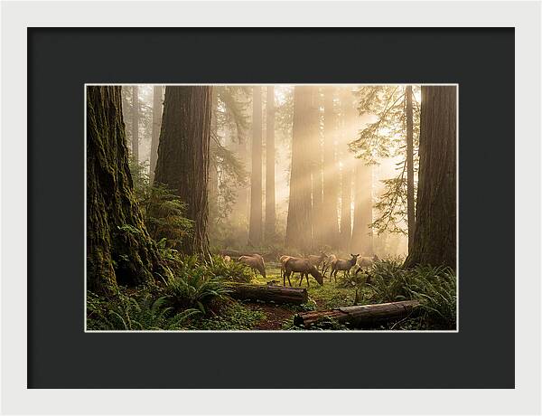 Prairie Creek Redwoods At Dawn