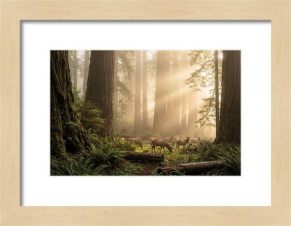 Prairie Creek Redwoods At Dawn