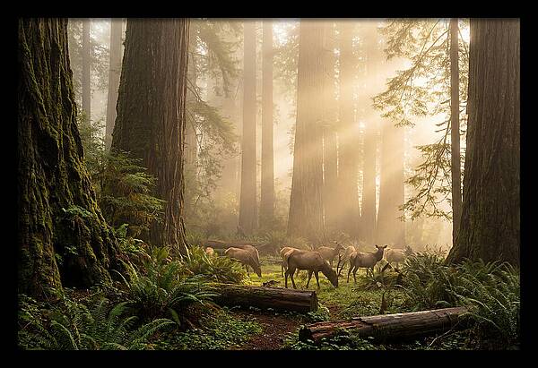 Prairie Creek Redwoods At Dawn