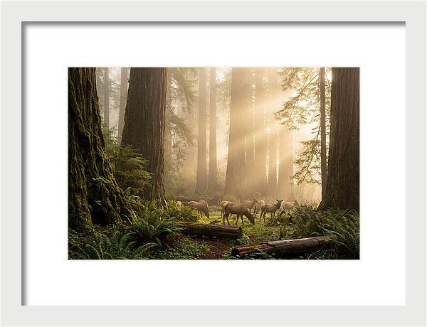 Prairie Creek Redwoods At Dawn