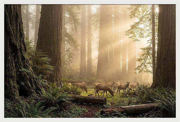 Prairie Creek Redwoods At Dawn