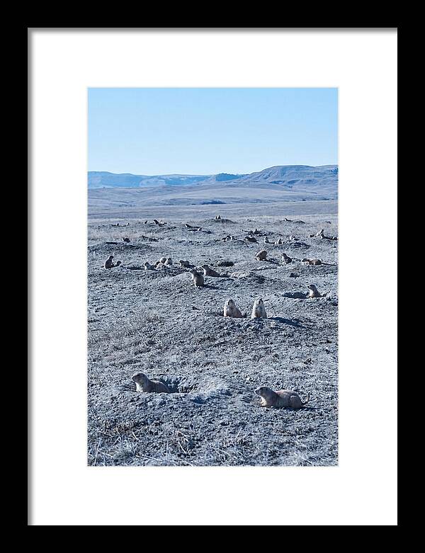 Prairie Dog Colony Emergence