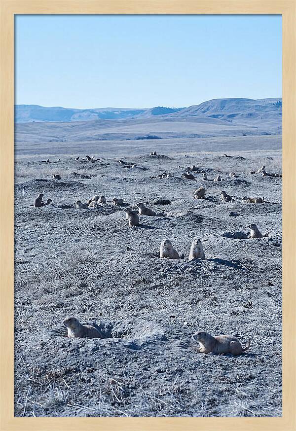 Prairie Dog Colony Emergence