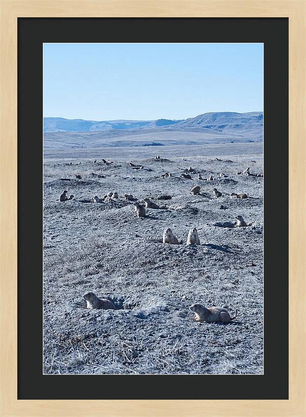 Prairie Dog Colony Emergence