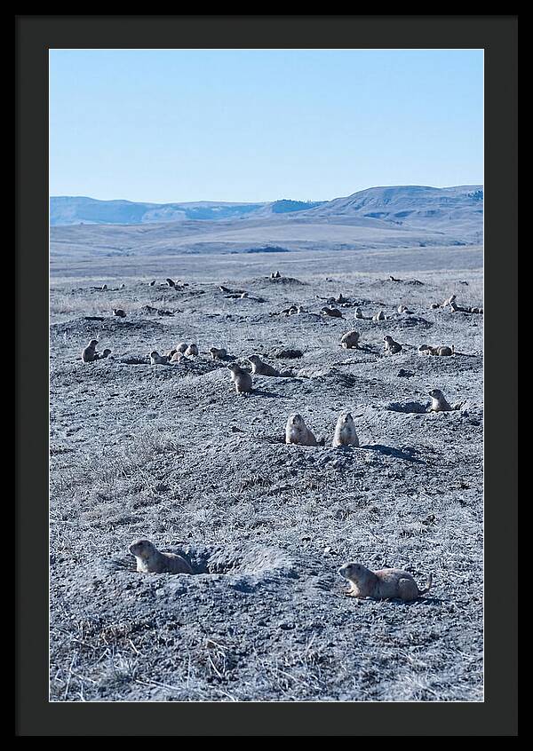 Prairie Dog Colony Emergence