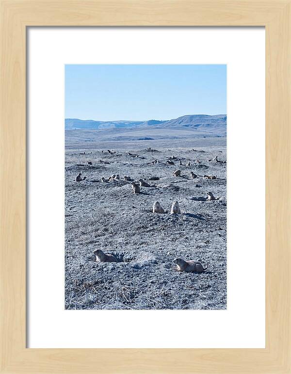 Prairie Dog Colony Emergence