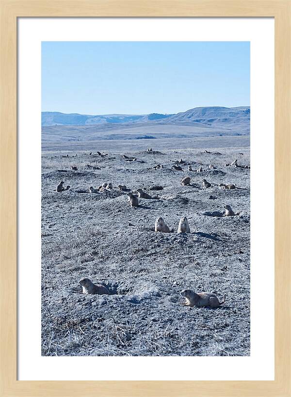 Prairie Dog Colony Emergence