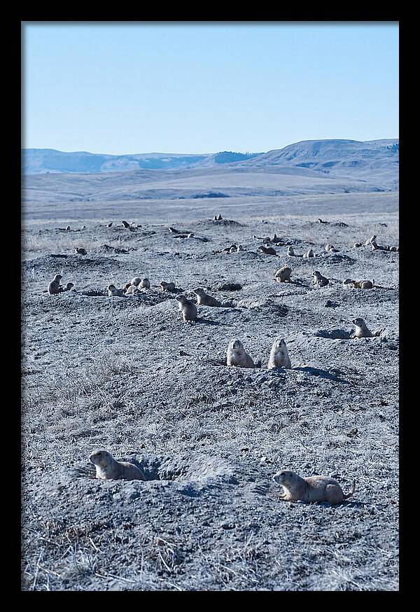 Prairie Dog Colony Emergence