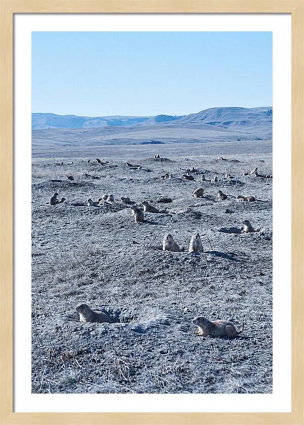 Prairie Dog Colony Emergence