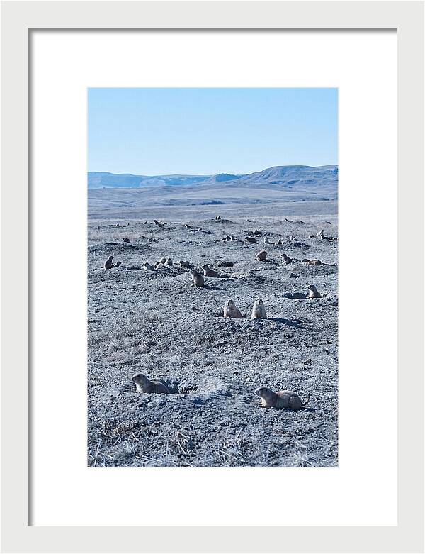 Prairie Dog Colony Emergence