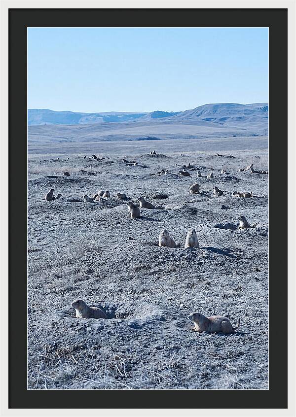 Prairie Dog Colony Emergence