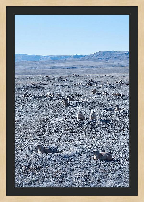 Prairie Dog Colony Emergence