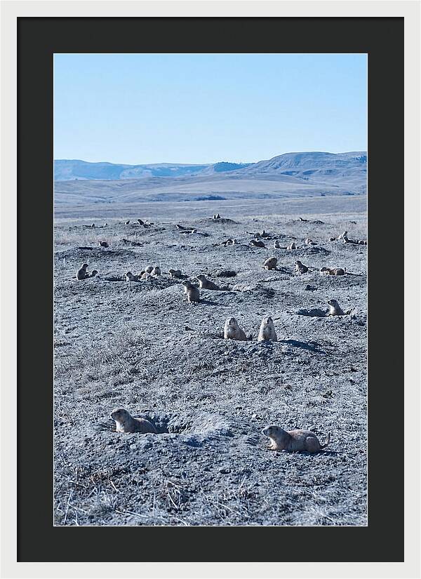 Prairie Dog Colony Emergence