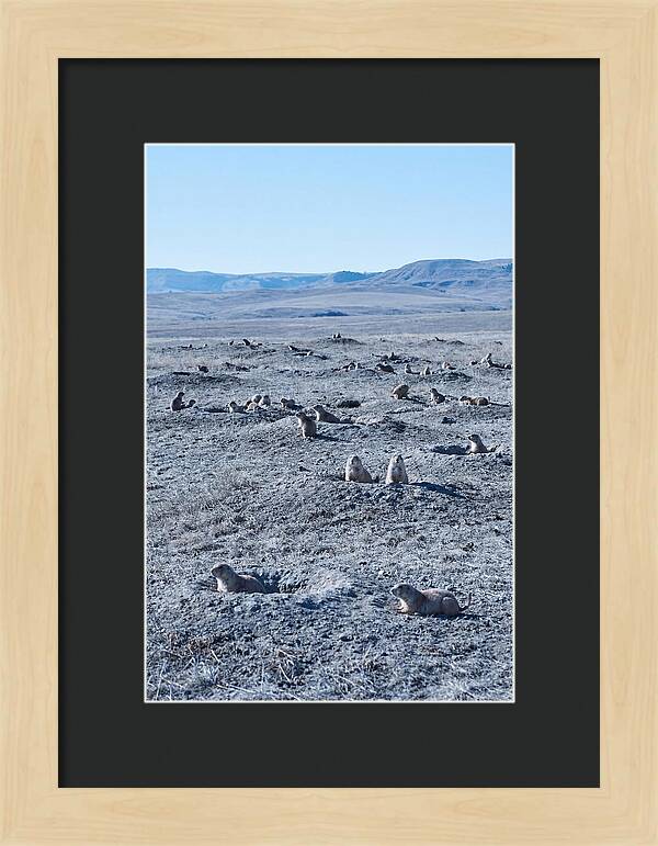 Prairie Dog Colony Emergence