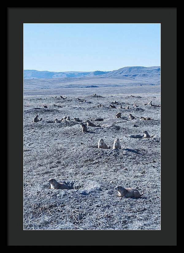 Prairie Dog Colony Emergence